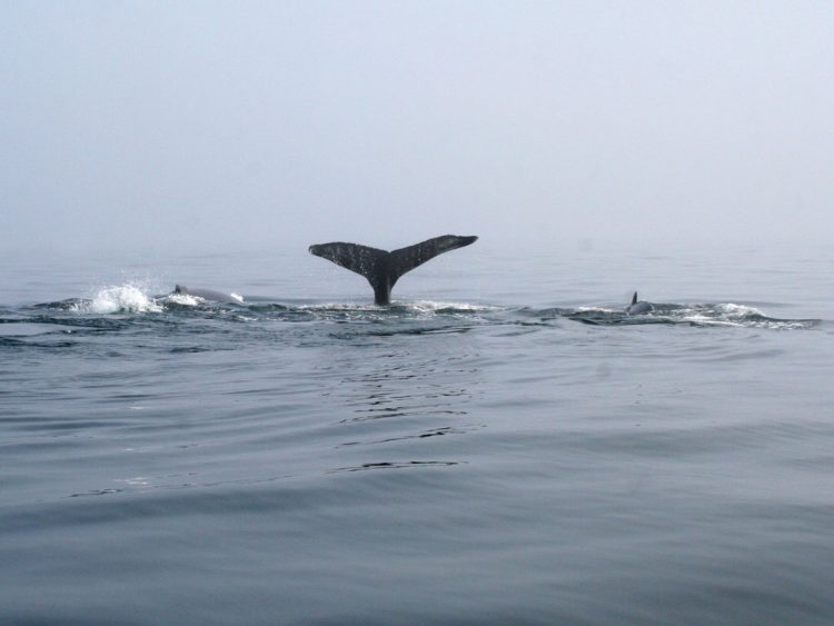 whales feeding on sand eels are often a sign of big bluefin in the area.