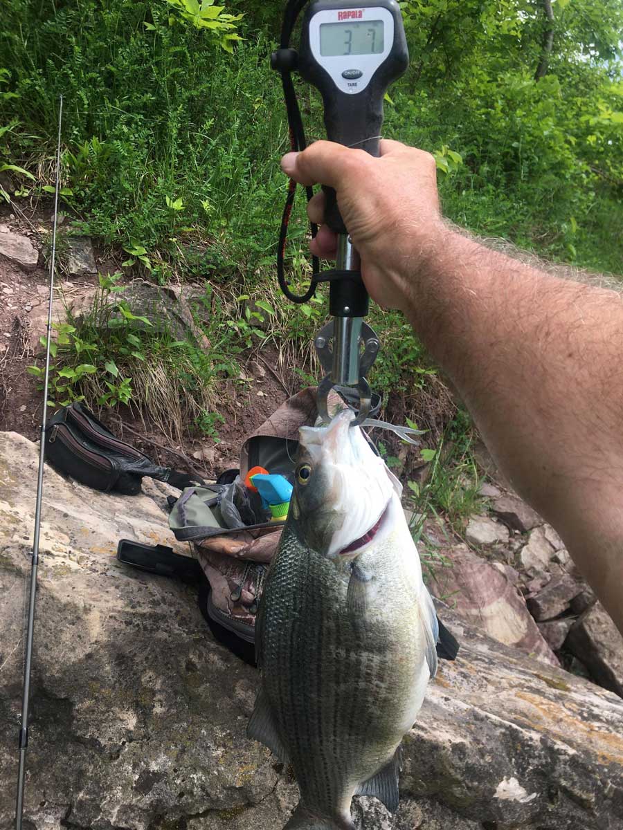 white bass 