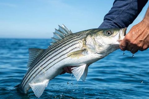 Tackle Tuesday Events at West Marine!