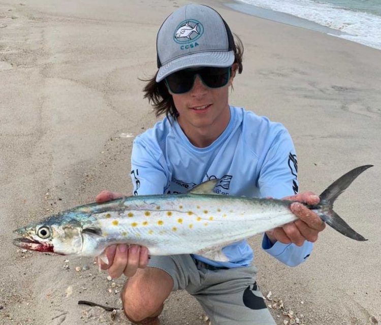 Spanish mackerel
