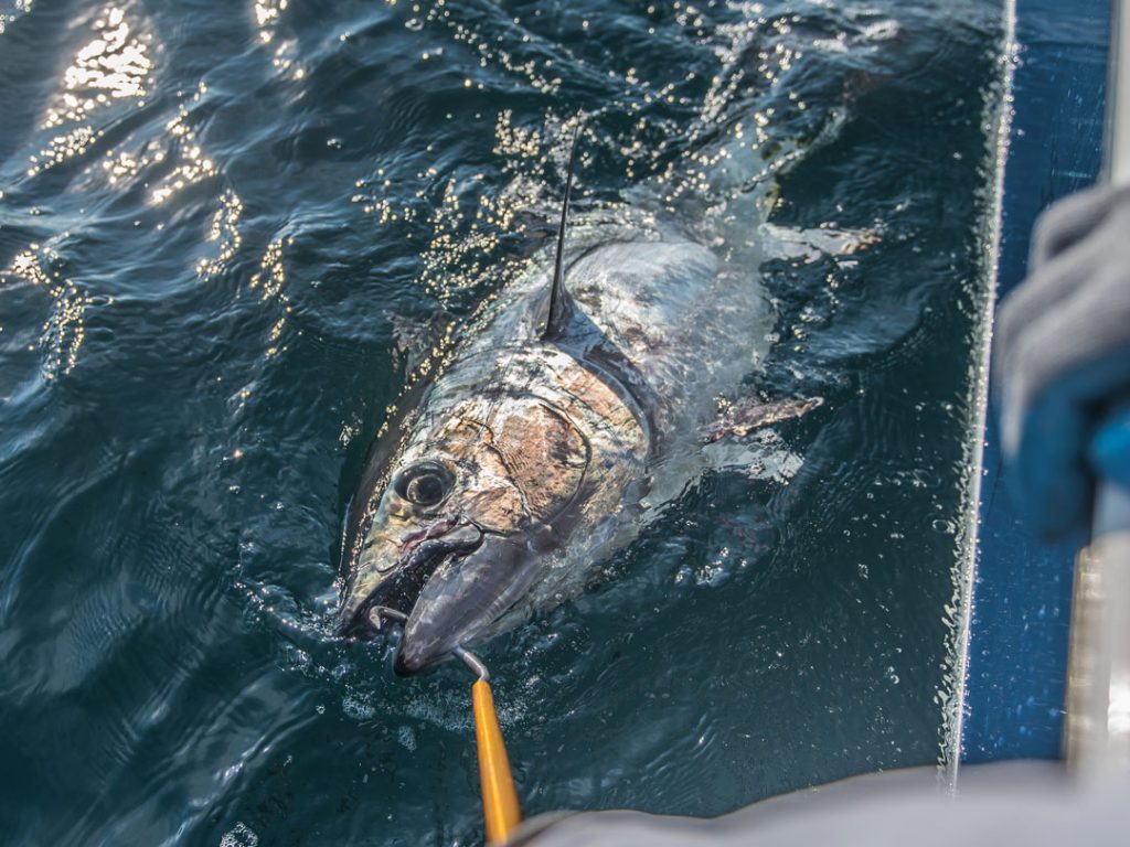 releasing a tuna