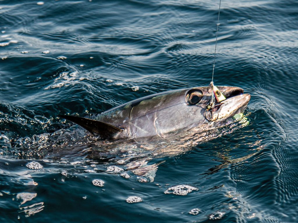 football tuna on metal jig
