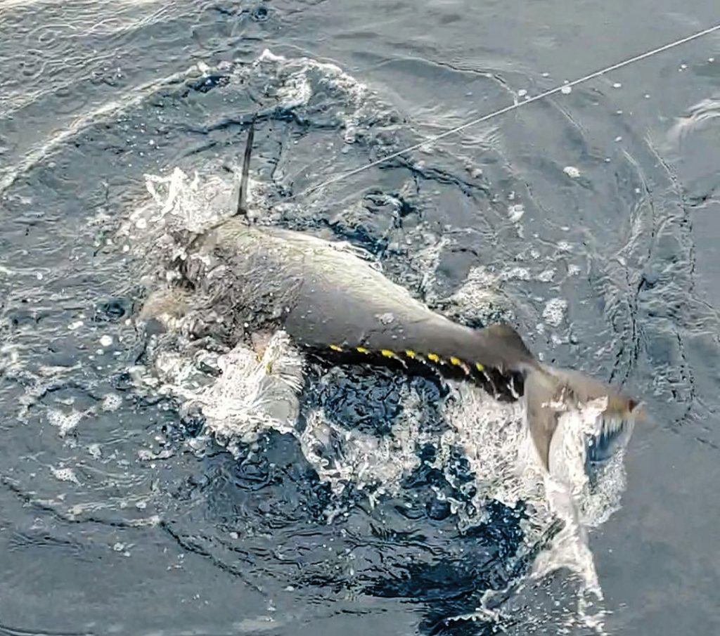 harpoon-ready yellowfin