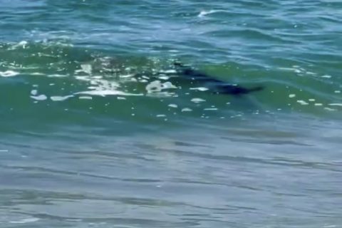 Hammerhead Shark Seen Feeding in the Nantucket Surf