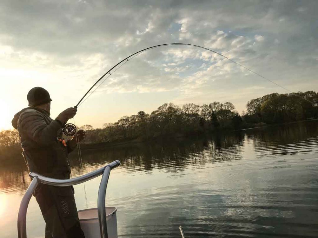 hungry striper puts a beautiful bend in the fly rod