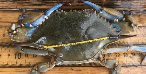Hudson River&rsquo;s Blue Crab Tagging Program