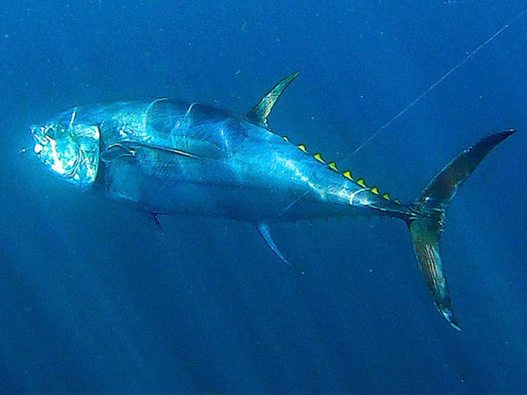 bluefin tuna