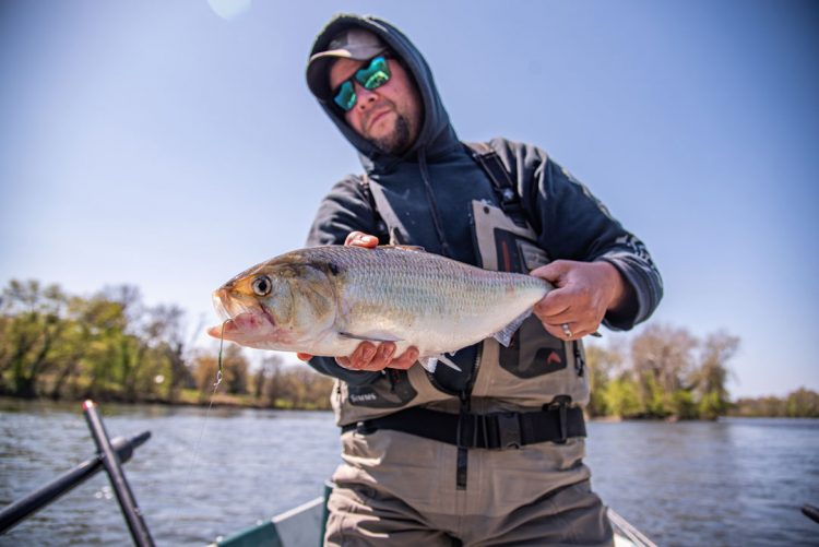 Joe Cermele roe shad