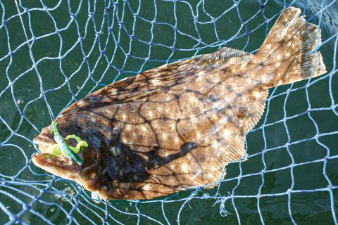fluke in net