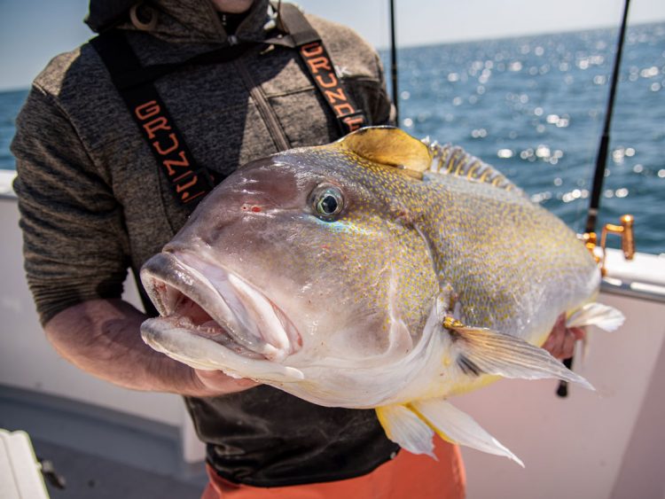 golden tilefish