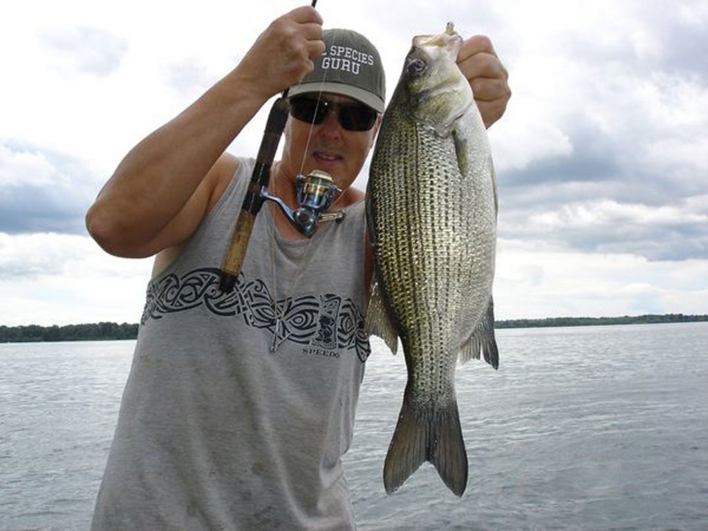 Mike Rzucidlo white bass