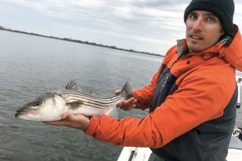 Cascone&rsquo;s Worm