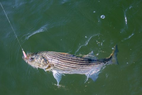 2023 Block Island Inshore Fishing Tournament: July 22-23