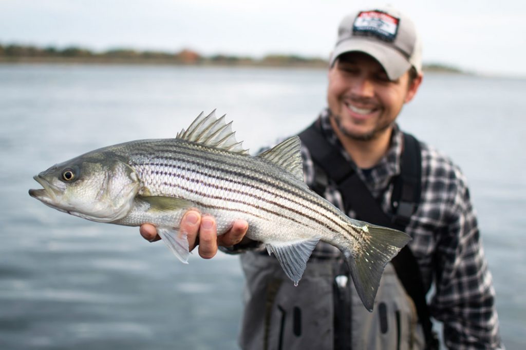 canal schoolie - fall run of striped bass