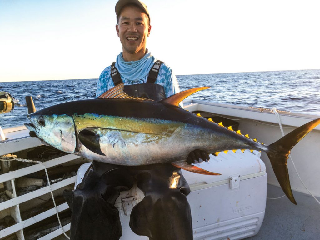 fat fall yelllowfin tuna