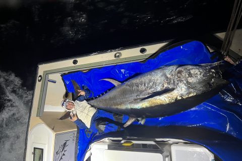 800-Pound Giant Bluefin Tuna Caught South of Newport