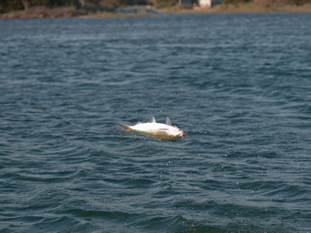 airborn shad