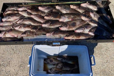 illegal RI tautog