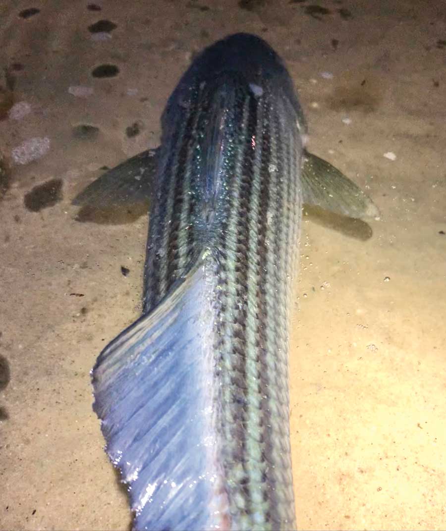 North Shore striped bass