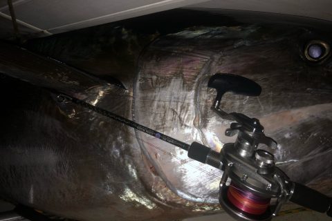 Giant Bluefin Tuna Caught on Slow-Pitch Jigging Tackle