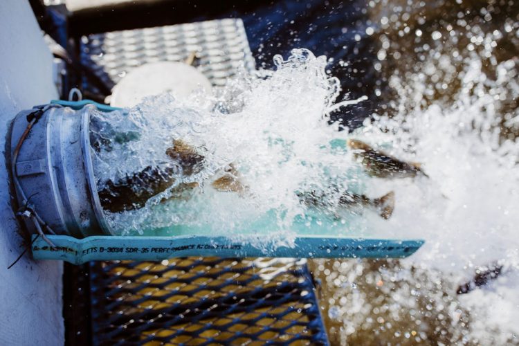 RI DEM Trout Stocking