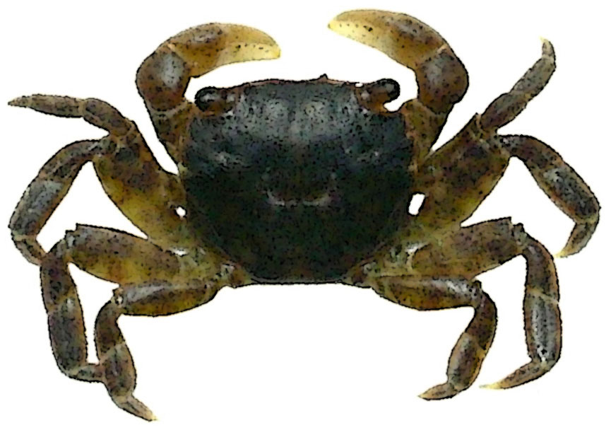asian shore crab