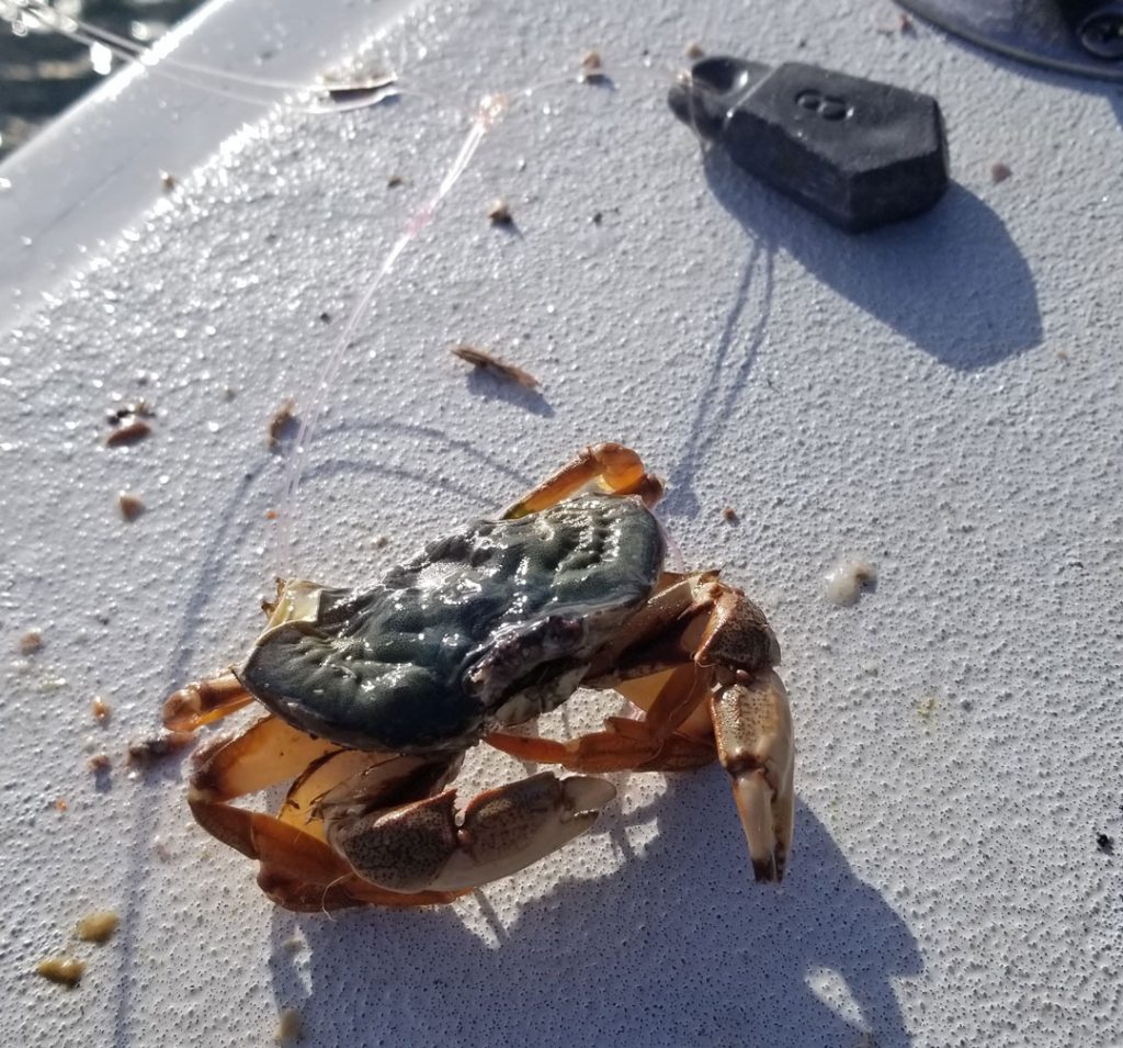 rigged white-legger crab