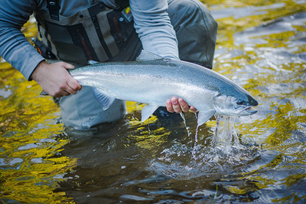 steelhead