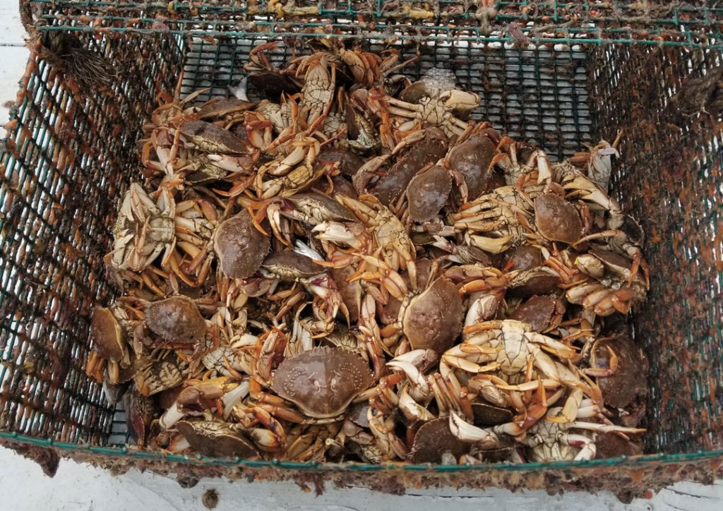 white-legger crabs