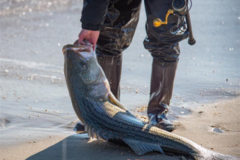 Five Surf Fishing Reels for Under $250