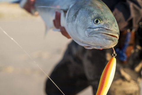 The Best Lures for Bluefish