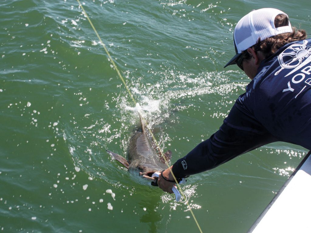cobia release