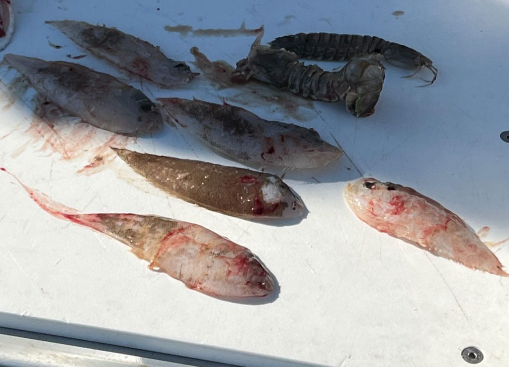 cobia stomach contents