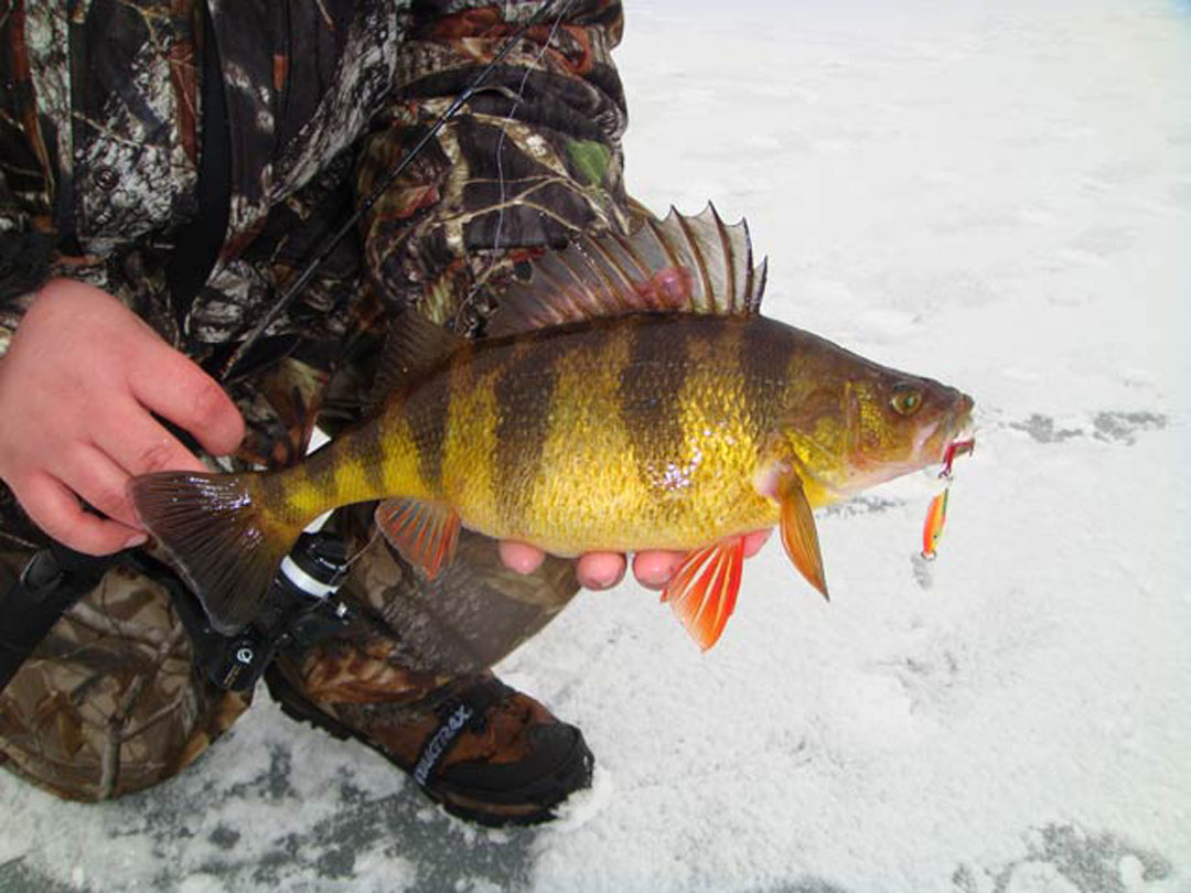 yellow perch