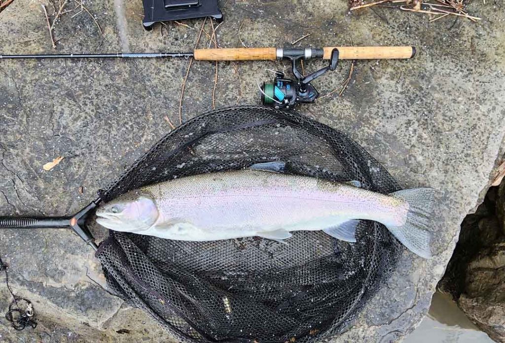 Mark Musser steelhead