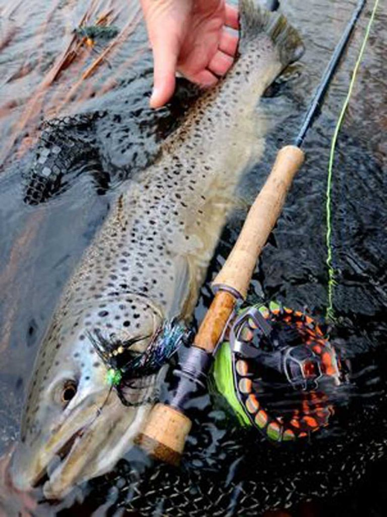 Scott Feltrinelli brown trout