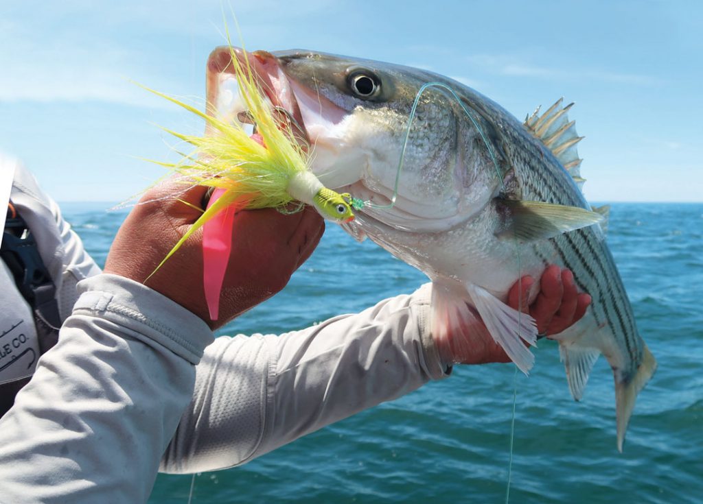 Orient Rig caught striper