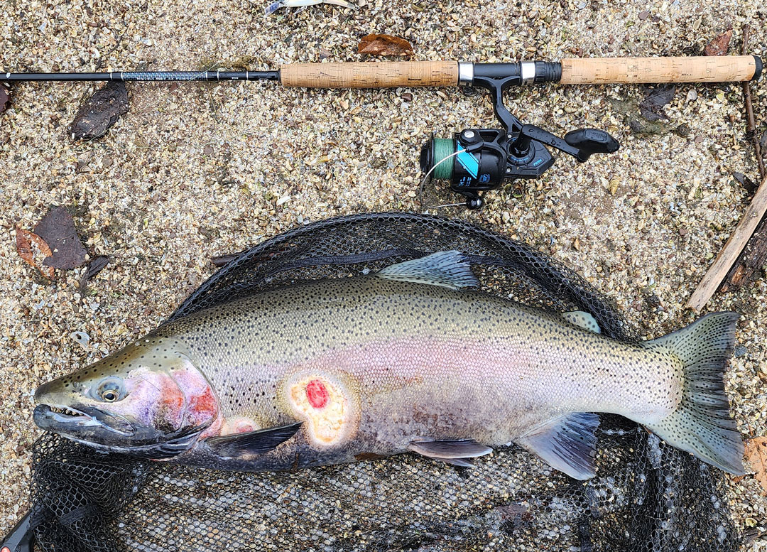 Mark Musser steelhead