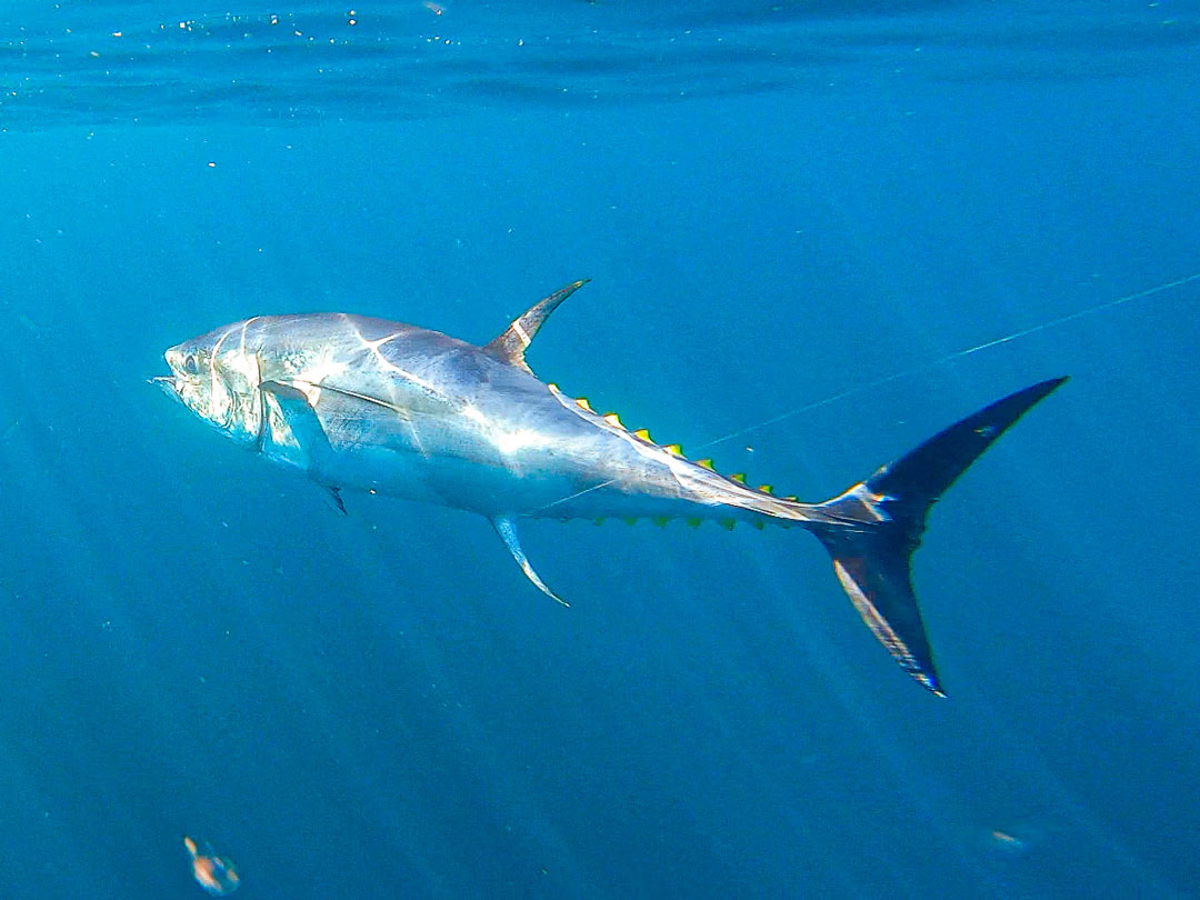 GoPro view of bluefin by the boat