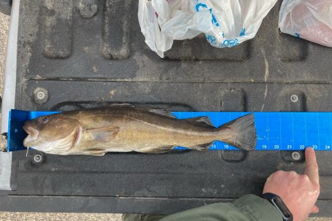 Rhode Island DEM Seizes Undersized Cod and Cod Fillets