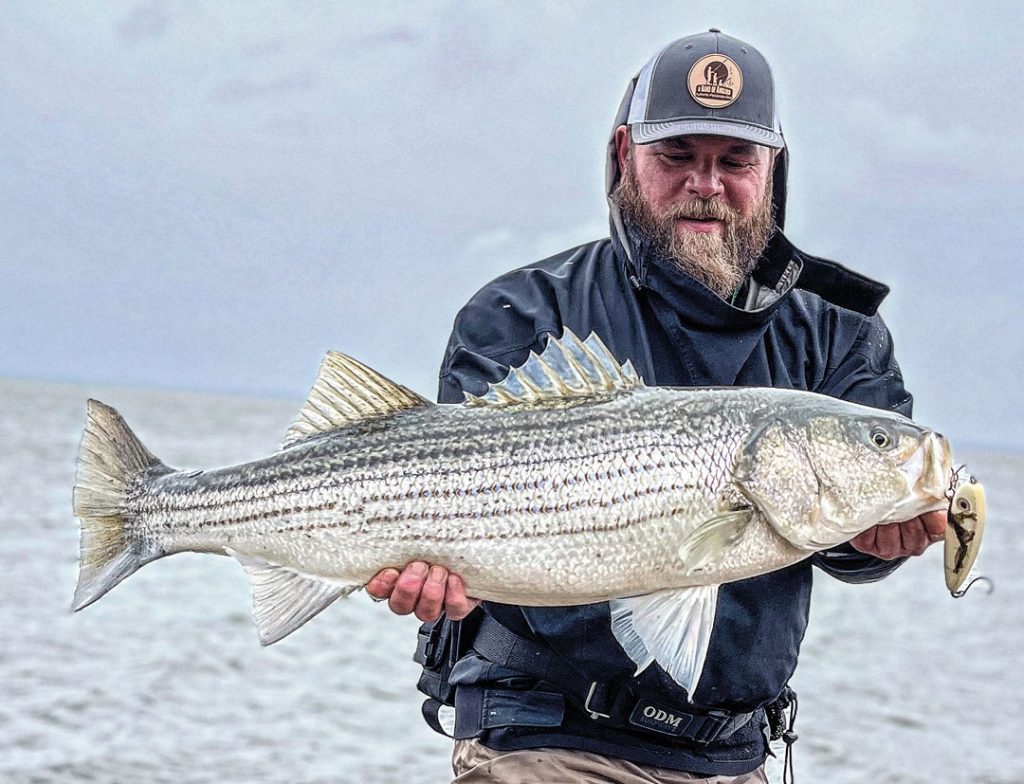 Nick Criaris spring striper on Scabelly Glider. Fishing with glidebaits for striped bass