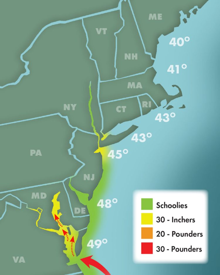 Striper Migration 4-1-2023