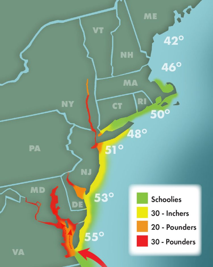 Striper Migration 4-29-2023