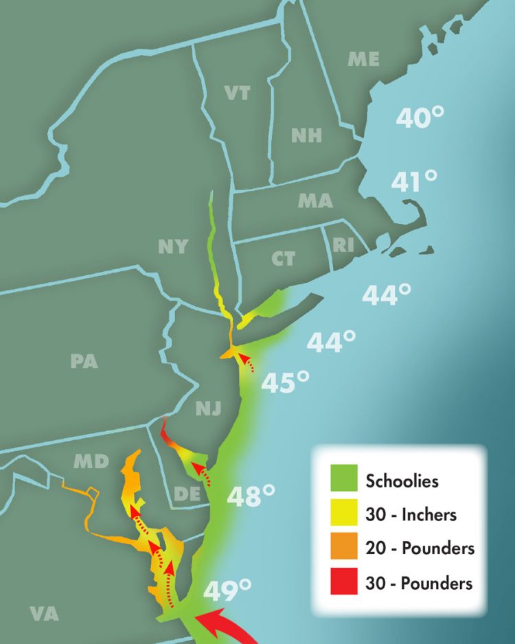Striper Migration 4-8-2023