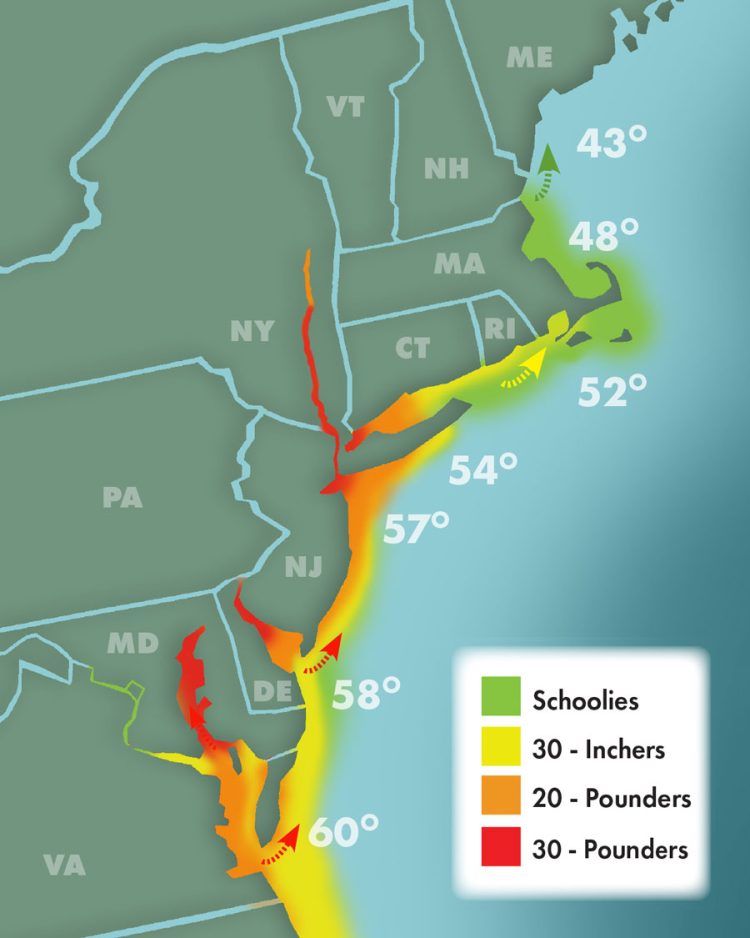 Striper Migration 5-6-2023