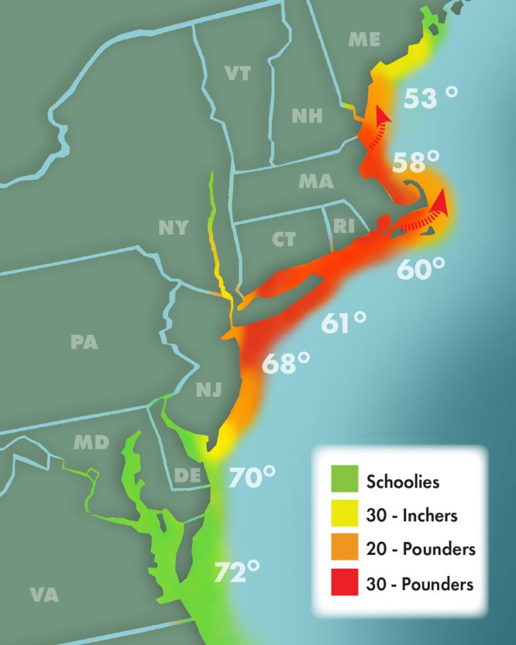 Striper Migration 6-10-2023