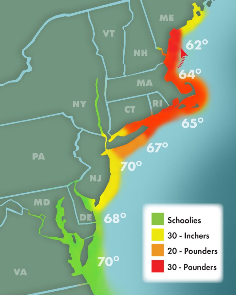 Striper Migration 6-24-2023