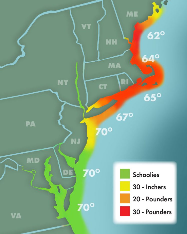 Striper Migration 7-1-2023