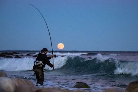 First Look: New Shimano Tiralejo XX Surf Rods