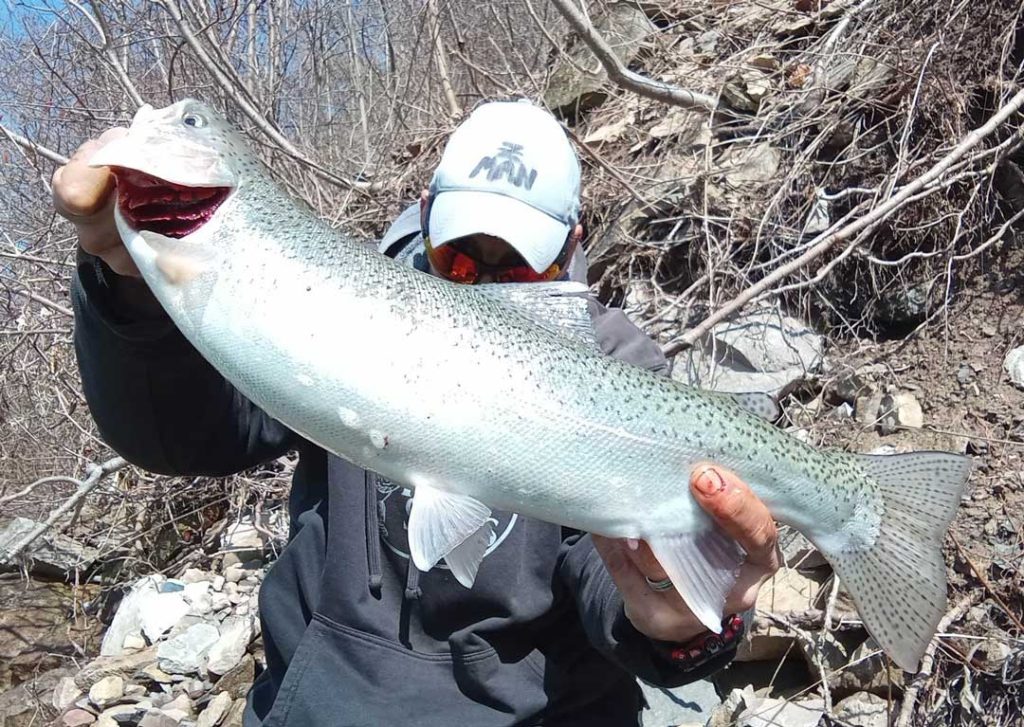 Mike Ziehm steelhead